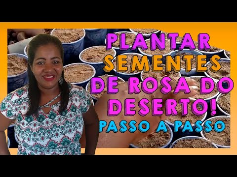 como plantar rosa do deserto