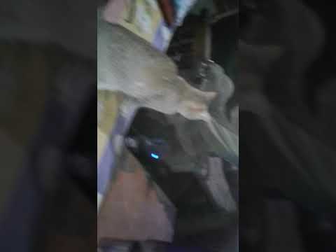 Ronnie vs chotu billa