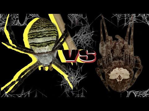 Grabe kitis tumatagas🔥😱 ekis na botchog VS Butterfly O.S ng masbate 💪 solid fight 🔥