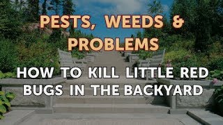 How to Kill Little Red Bugs in the Backyard