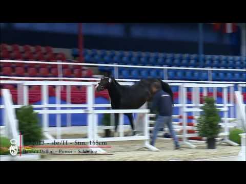 7 Hengst v  Balou`s Bellini   Power