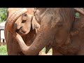 Pure Joy In Every Trumpet Elephants Communicate From The Heart ElephantNews
