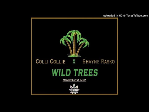 Colli Collie X Shayne Rasko - Wild Trees (wild thoughts remix)