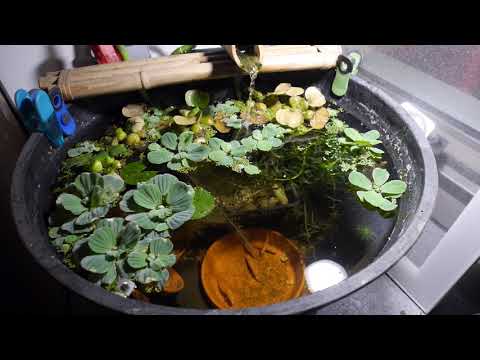 🐠  UPDATE September 4, 2017 -  Patio Balcony Pond condo apartment