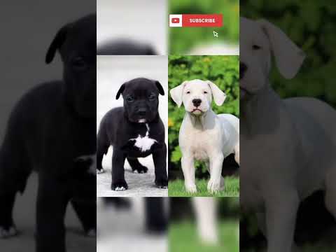 Black Pitbull Vs Dogo Argentino🔥🔥 #shorts #pitbull #dogoargentino