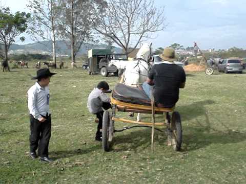Cavalo dançando na charrete  Ormuz