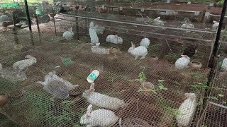 rabbit farm in Hyderabad | rabbit meat and goats palai in shamshad