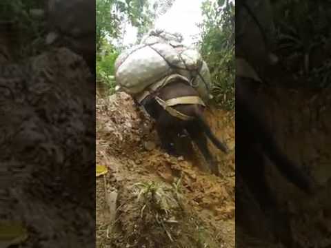 La vida del campesino