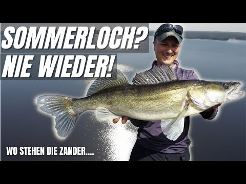 Wo waren die Zander im Sommer?