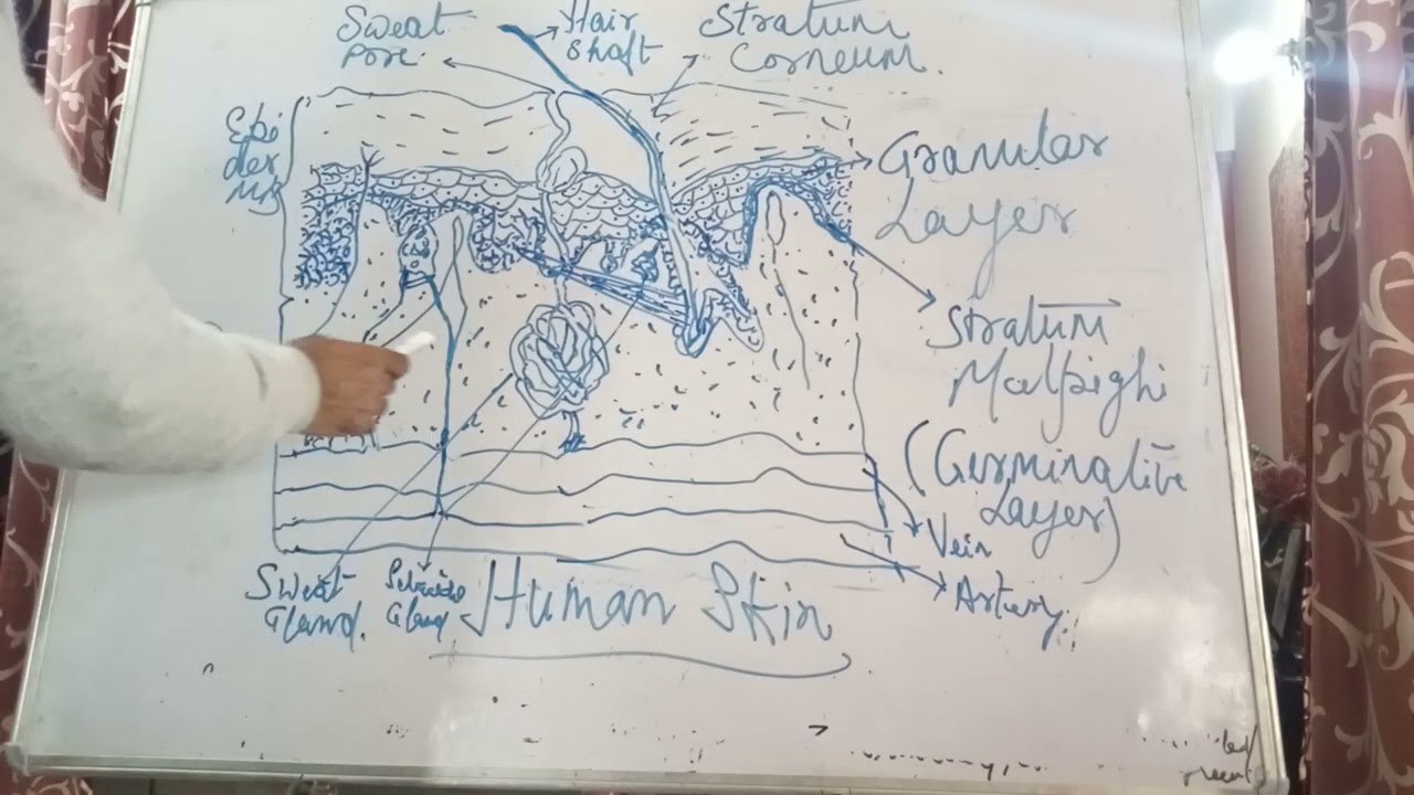 Class 9 |ICSE| Biology| Skin - 