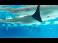 Underwater Swimming With My Black Gray Bikini