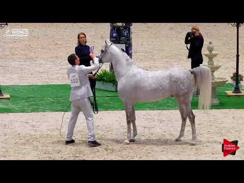 N.102 FUERTE - Paris 2017 - Junior Colts (Class CM5B)