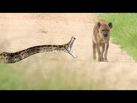 Giant snake attacks hyena, and see what happened!