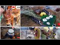 Pongal Celebration Mattu Pongal Tamilar Festival Thai Pongal 2022
