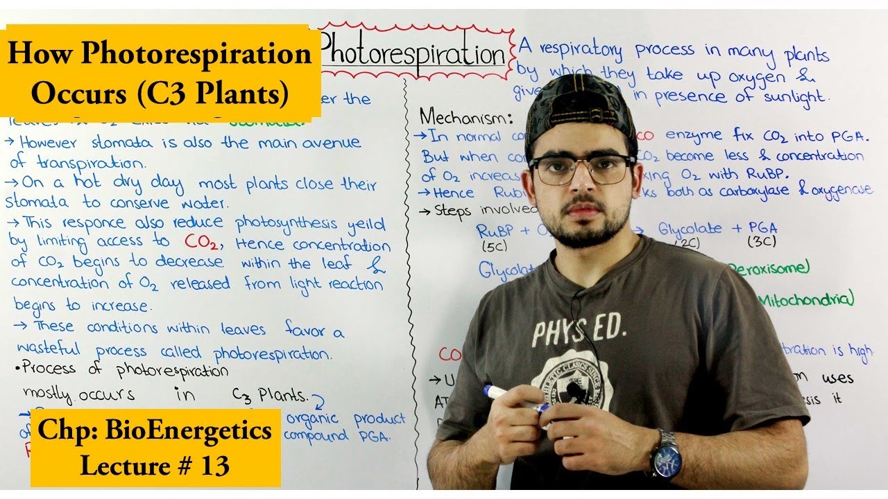 Photorespiration and its effects