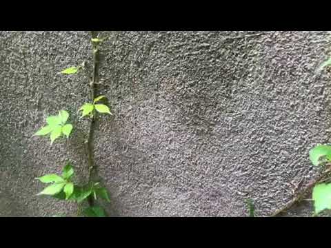 Ants found during HPP in Belmar, NJ