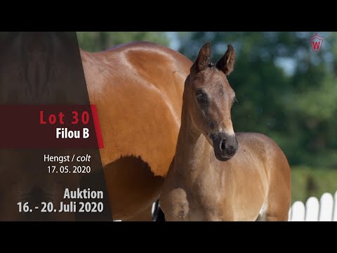 Westfälische Online Auktion 16. - 20. Juli: Lot 30 Filou B Hengst v. For Dance -  Fürst Grandios