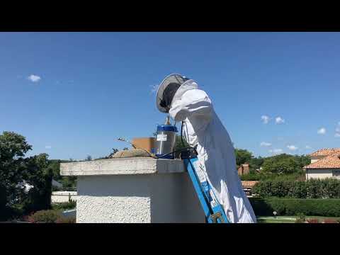 Top of the Chimney is a Yellow Jackets Nest in Rumson, NJ