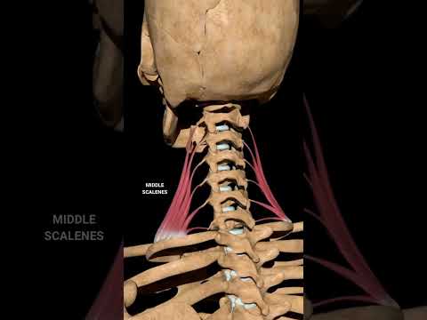 The Scalene Muscles Anatomy | ErikDalton.com