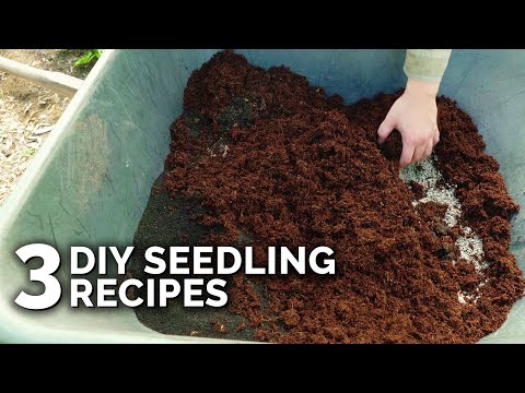 How to Transplant Seedlings My High Density Method