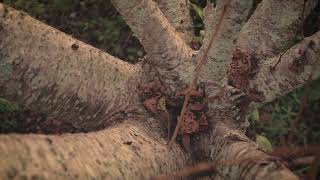 &quot;Naive&quot; - Sleeping At Last (Micro Music Video)