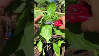 Download lagu This is how to get chilies to bear fruit abundantly #chili #chilifarmers #gardeningtips #modernfa... mp3
