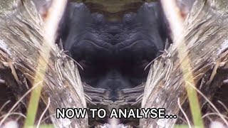 New Analysis of Bigfoot Footage Proves…