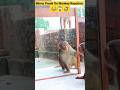 Mirror Prank On Monkey😜😱 Reaction Video #shorts #ytshorts #shortsviral