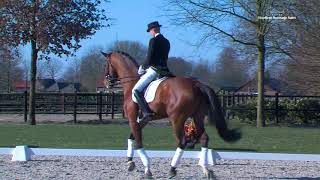 400.000€ pour le top price des ventes Excellent Dressage Sales