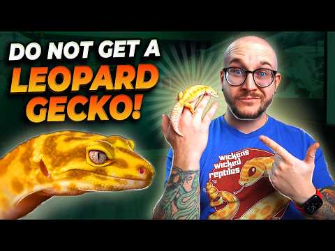 Leopard Geckos Suck! 3 Reasons to Get These Lizards Instead!