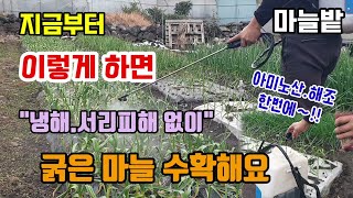 마늘밭 지금부터 이렇게 하면 냉해동해서리피해 없이 굵은 마늘 수확합니다 동물성아미노산 해조추출물 냉쉴드 마늘…