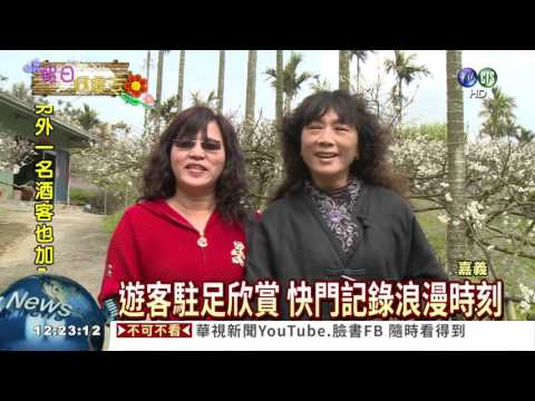 瑞里山區李花綻放 如白雪飄飄