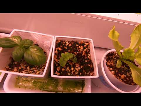 DAY 26 (200516) Peppermint