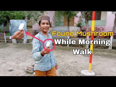Found Mushroom While Morning Walk. Vlog by Afshan Kiran | #vlogs #nature #cinematicshorts
