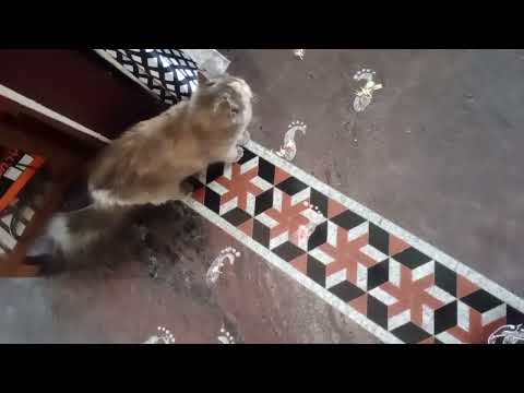 *🥰🥰😻😻🐱🐱🐱🐱*