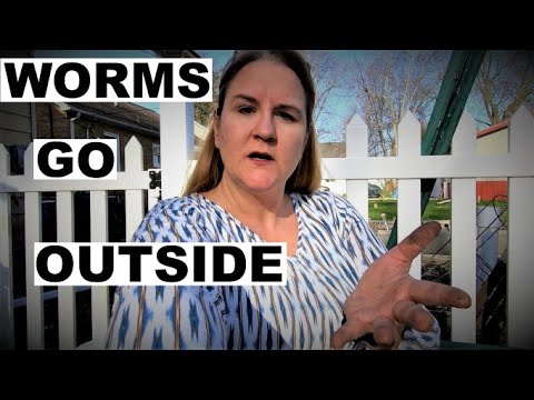 Outside Compost Worm Bin - Spring Make Over