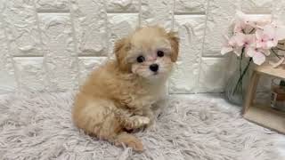 ハーフ犬の動画01