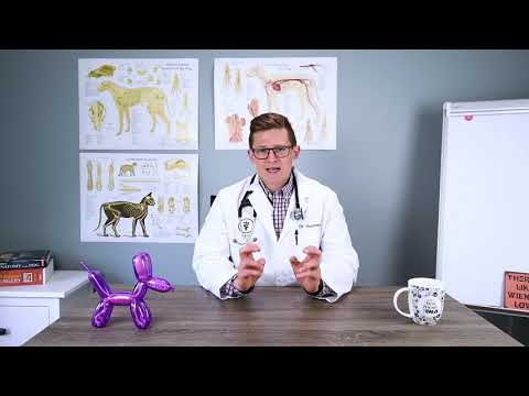 Explaining Dog Food Allergies and Diet Trial