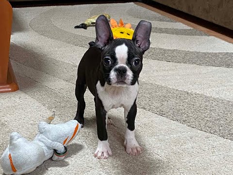 Perros Terrier de Boston en venta