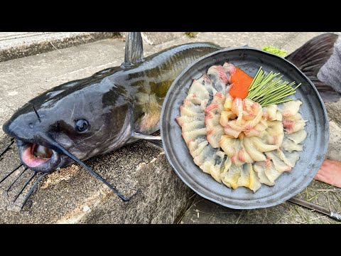 ナマズの刺身はフグの味がするらしい