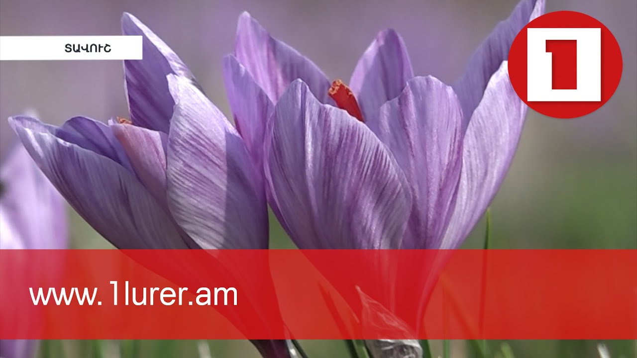 Սարիգյուղի «կարմիր ոսկին»