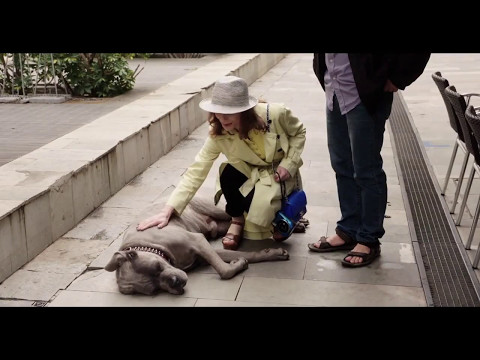 Trailer de Claire's Camera — La caméra de Claire subtitulado en inglés (HD)