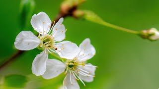 Morning Relaxing Music - Calm Piano Music for Stress Relief and Studying (Emma)