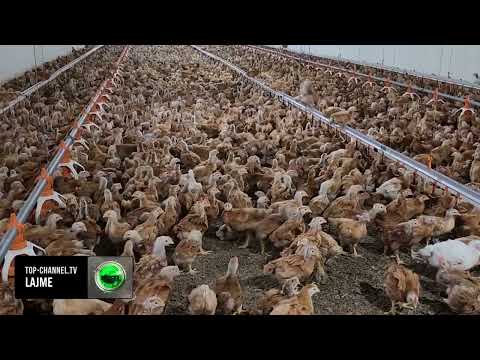 Top Channel / Pularia në Cakran / Ish-emigranti investoi kursimet