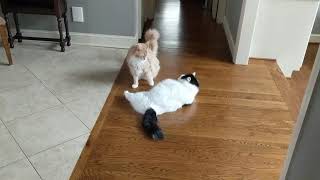Maine Coon and Norwegian Forest Cat at Play