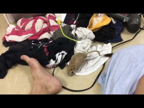 Just a cute jerboa hopping around