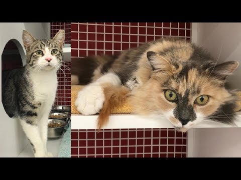 Pricilla & Brendan - Calico & Tabby Cats for Adoption
