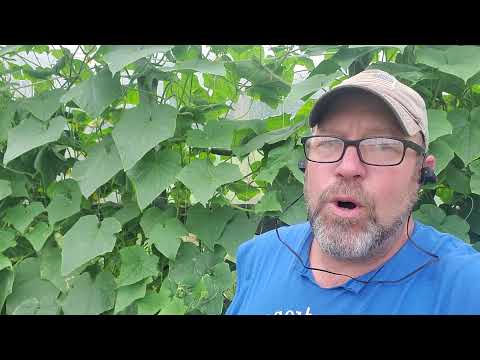 Pops place baw! fieldtrip #2 Hydroponic Greenhouse update 5-22-21