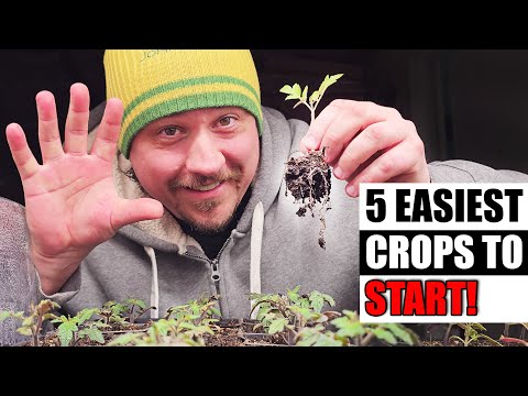 Growing Zucchinis The Right Way Part 1 of 3