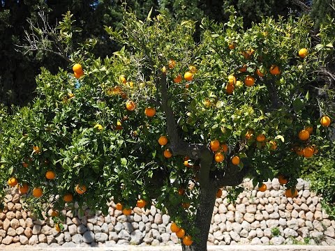 L'oranger : culture, plantation, taille, greffage, entretien et récolte